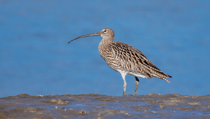 L'île Besnard : un havre de paix pour les oiseaux